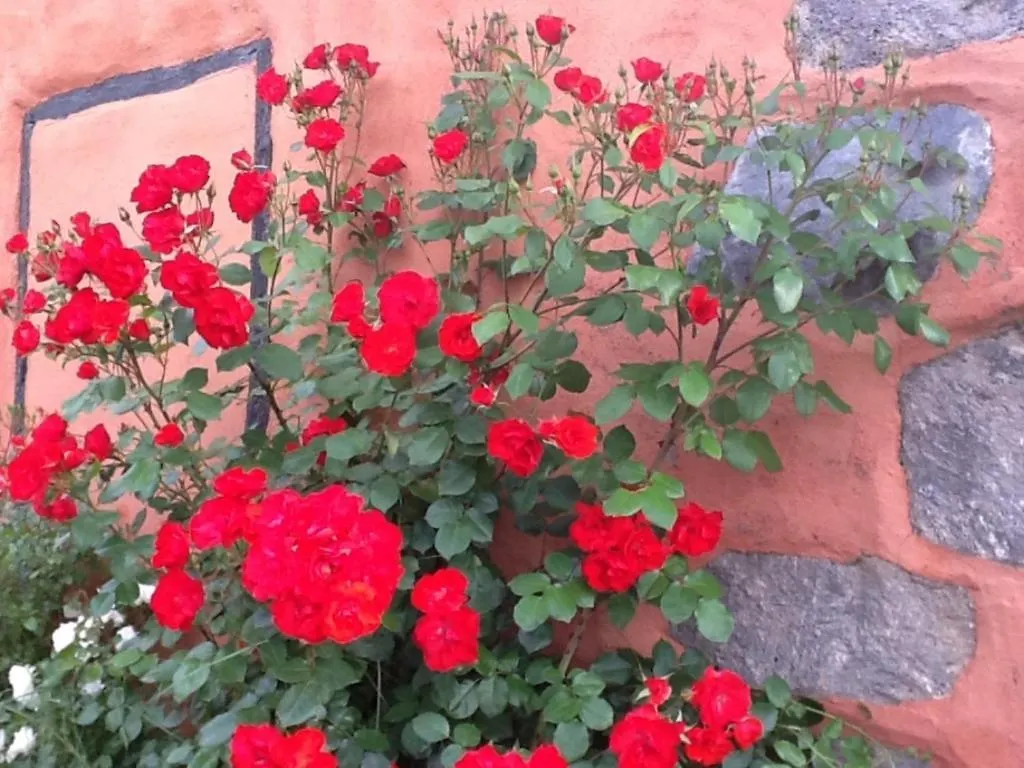 Rural Las Llanadas Los Realejos Holiday home